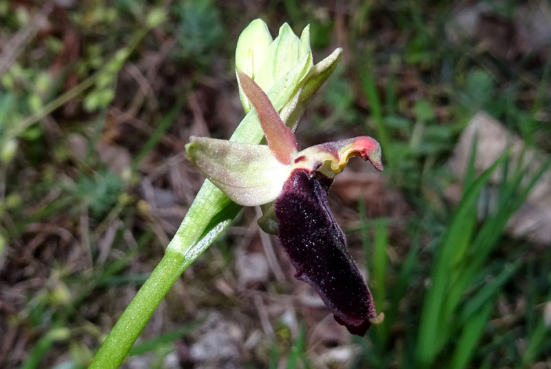 Ophrys bertolonii subsp. benacensis